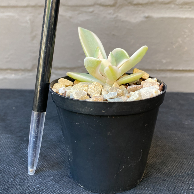 Graptoveria 'Fred Ives' variegated - Image 2